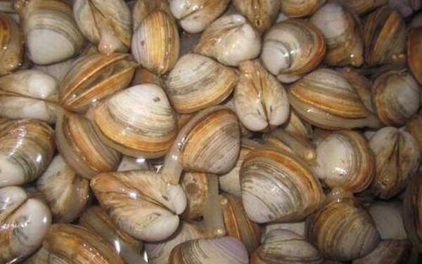 海钓鱼饵种类大全及适钓鱼种