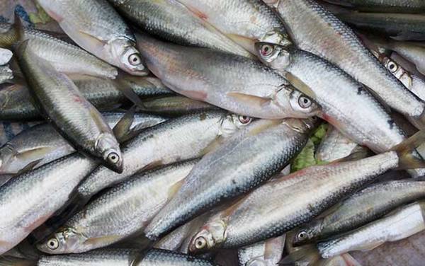 海钓鱼饵种类大全及适钓鱼种