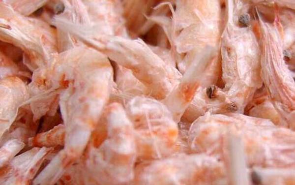 海钓鱼饵种类大全及适钓鱼种