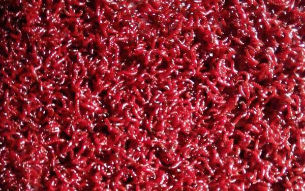 红虫钓鱼真的危险吗?