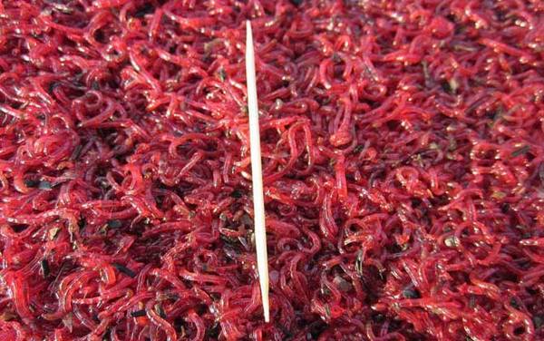 红虫钓鱼真的危险吗?