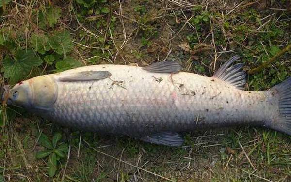 自制钓鱼药酒配方大全