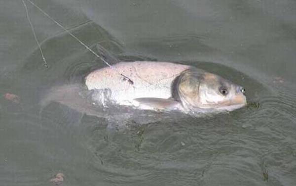 自制钓鱼药酒配方大全