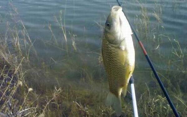 冬季钓鱼用什么小药?