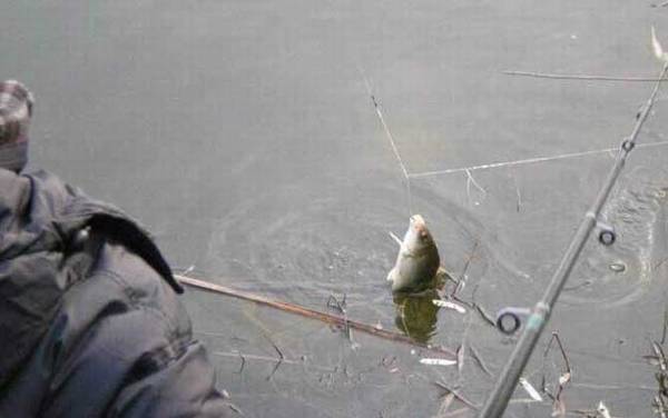 冬季钓鱼用什么小药?