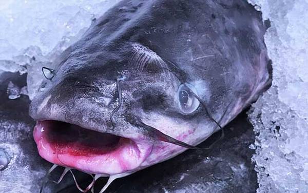 冰钓用什么窝料最好?