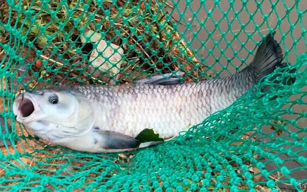 钓青鱼用什么饵料最好?