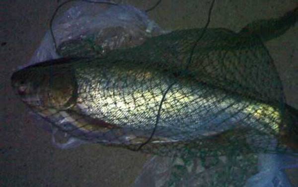 钓鲢鱼用什么饵料好?