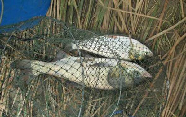 钓鳙鱼饵料配方大全