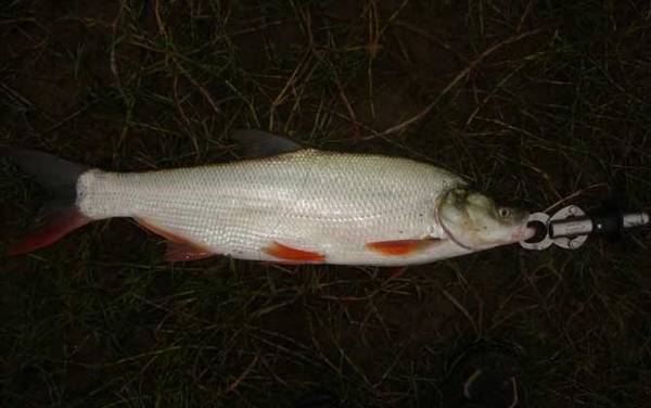 钓翘嘴红鲌用什么饵料?