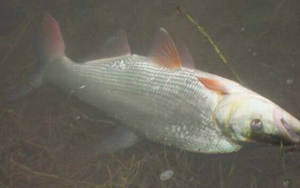 钓翘嘴红鲌用什么饵料?