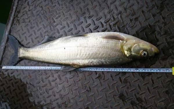 钓翘嘴红鲌用什么饵料?