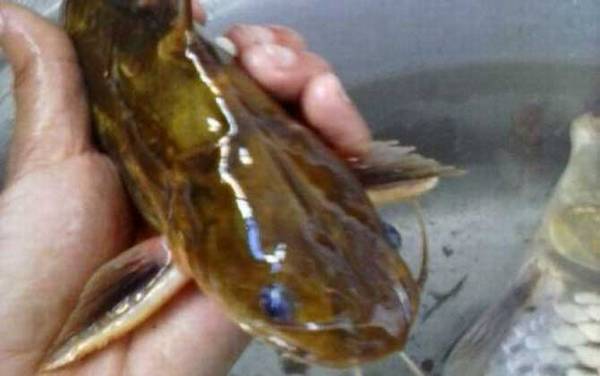 钓黄颡鱼用什么打窝?