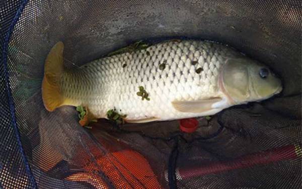 野钓鲤鱼用什么钩子好?