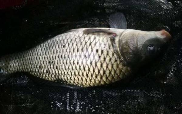 野钓鲤鱼用什么钩子好?