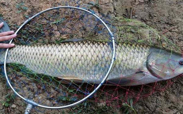 钓20斤草鱼用多大线组?