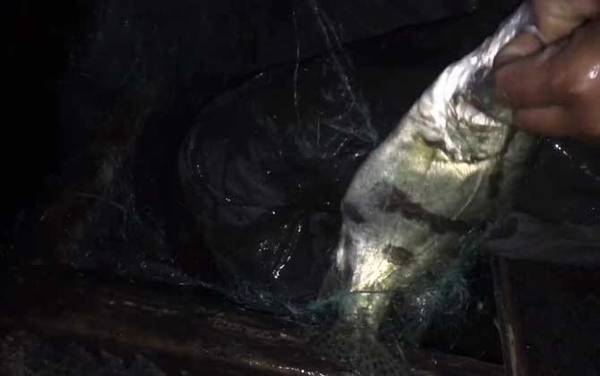 路亚鳜鱼用M调还是ML调鱼竿?