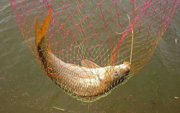 钓鲤鱼用什么钩子比较好?