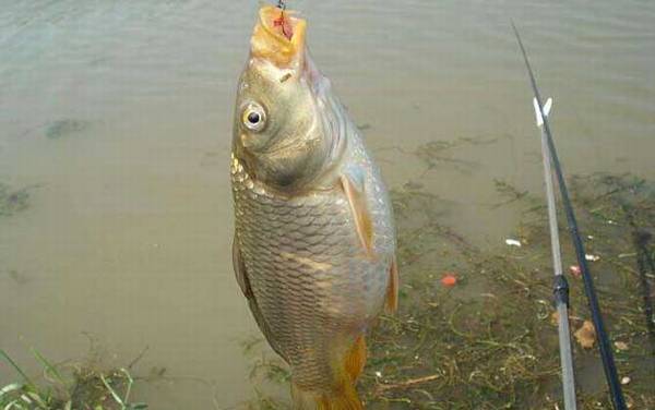 钓鲤鱼用什么钩子比较好?