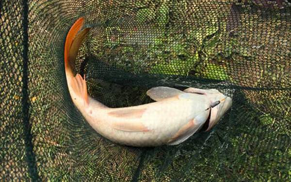 管付伊势尼适合钓什么鱼?