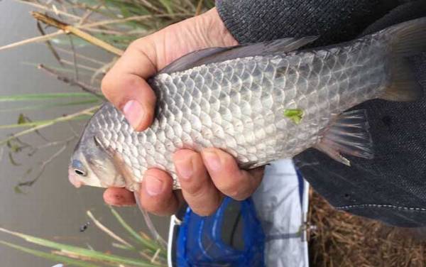 钓鲫鱼用几号钩几号线几号漂?