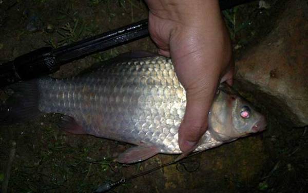 钓鲫鱼吃铅多少的漂合适?