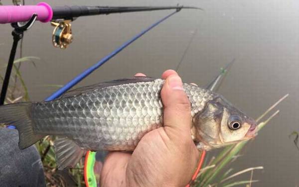 钓鲫鱼吃铅多少的漂合适?