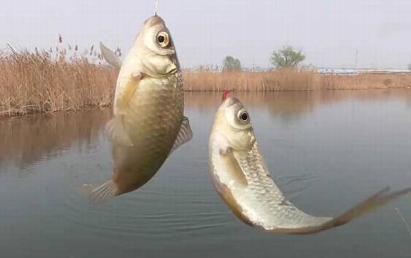 伊势尼鱼钩钓鲫鱼用几号钩?