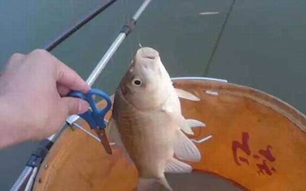 伊势尼鱼钩钓鲫鱼用几号钩?