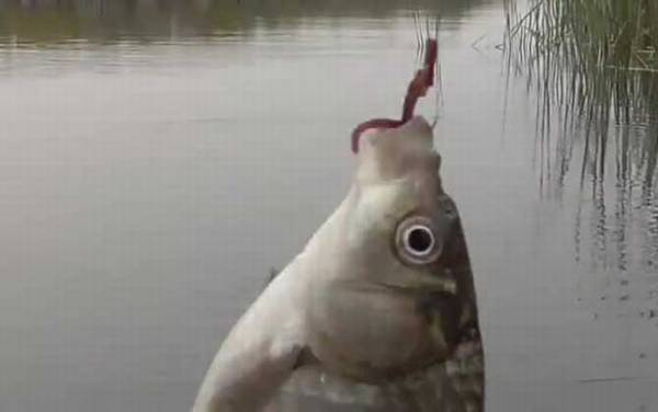 伊势尼鱼钩钓鲫鱼用几号钩?