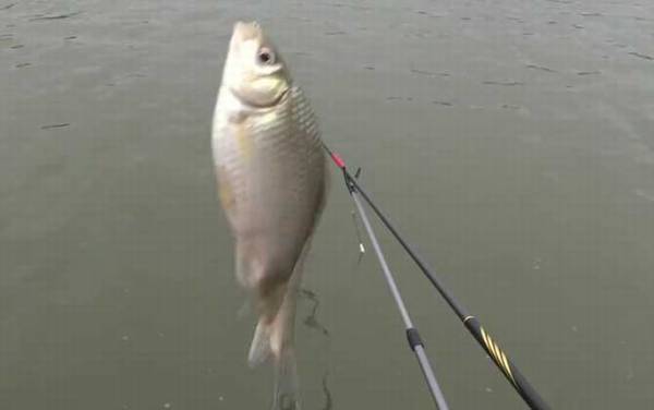 丸世鱼钩钓鲫鱼用几号钩?