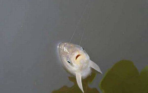 丸世鱼钩钓鲫鱼用几号钩?