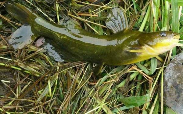 鲇竿适合钓什么鱼?