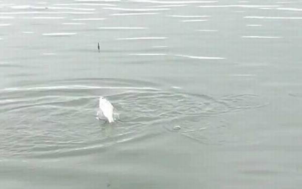 初夏钓鱼线组怎么搭配?