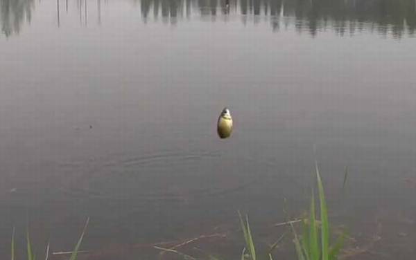 夏季钓鱼多长的钓竿合适?