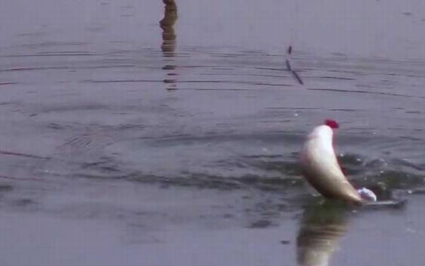 冬季钓鱼子线长好还是短好?