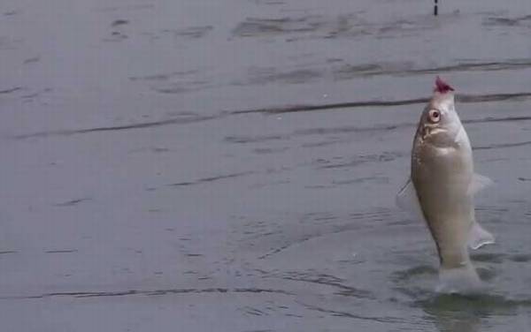 冬季钓鱼子线长好还是短好?