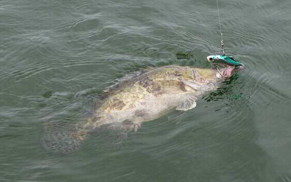 路亚竿适合钓什么鱼?