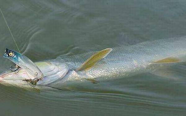 路亚竿适合钓什么鱼?