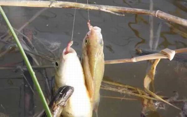 蚯蚓钓鲫鱼用几号钩?