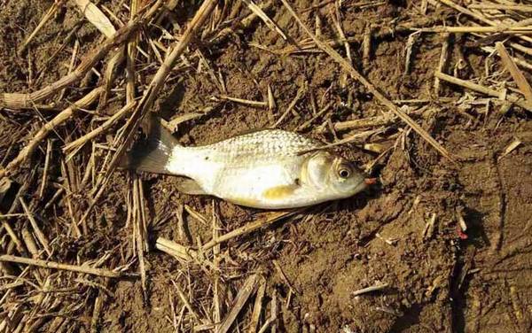 金袖1号钩适合钓什么鱼?