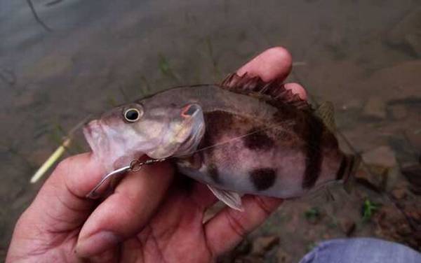 路亚鳜鱼铅头钩好还是德州好?