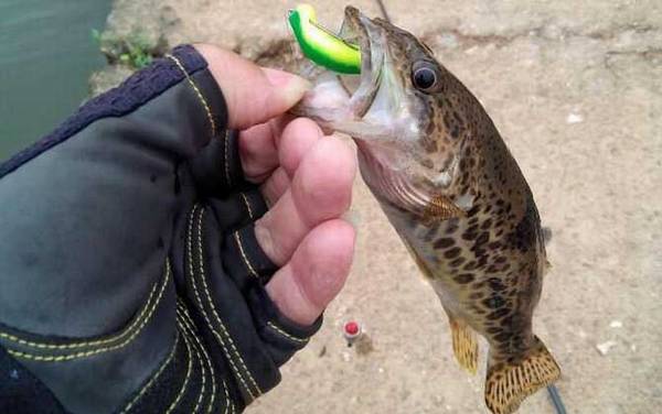 钓鳜鱼用什么线最好?