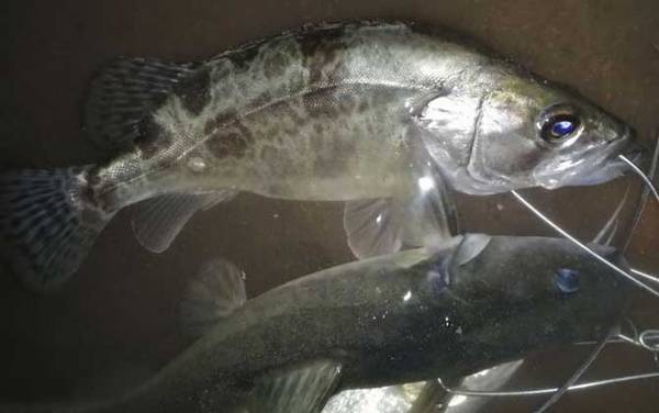 钓鳜鱼用什么线最好?