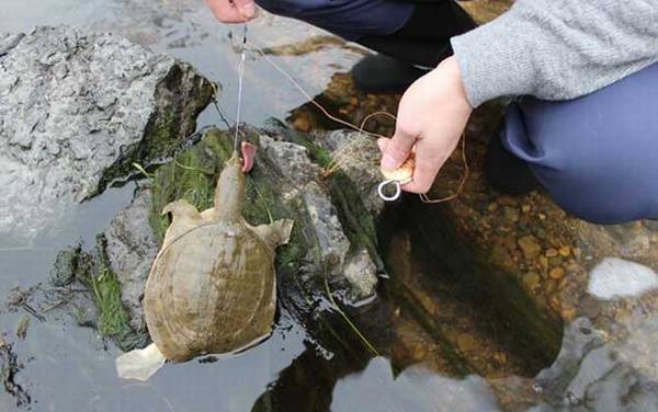 钓甲鱼用大力马几号线?