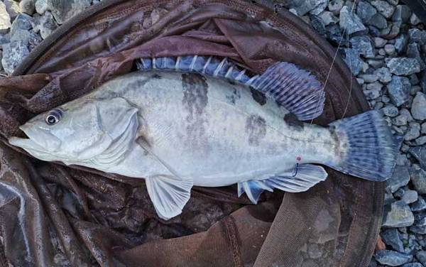 钓鳜鱼用什么线最好?