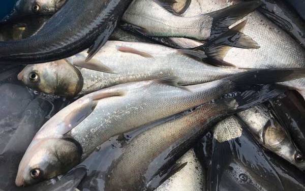 钓鲢鱼用什么漂最好?