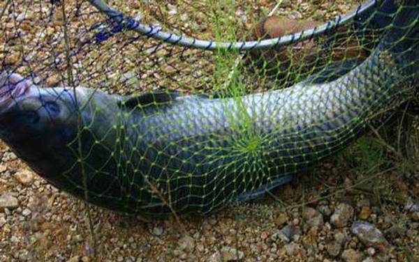 海竿钓青鱼用什么钓组好?