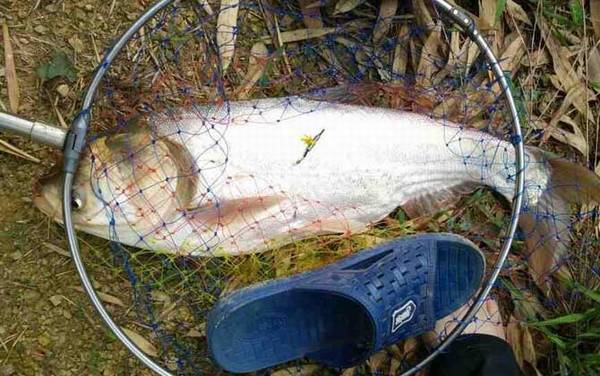 钓鲢鳙用什么钩比较好?