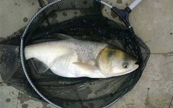 钓鲢鳙线组怎么搭配合适?